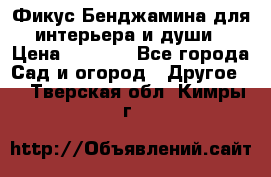 Фикус Бенджамина для интерьера и души › Цена ­ 2 900 - Все города Сад и огород » Другое   . Тверская обл.,Кимры г.